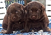 4 Wochen / 4 weeks