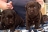 4 Wochen / 4 weeks