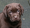 6 Wochen / 6 weeks