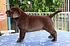 6 Wochen / 6 weeks