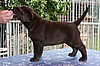 6 Wochen / 6 weeks