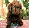 6 Wochen / 6 weeks