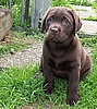 8 Wochen / 8 weeks