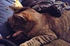 Lina (S.Nugget)