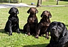 Nachzucht aus dem Kennel Fancyful Tramp