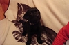 Astor