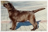 Timeless Golden Carlaa