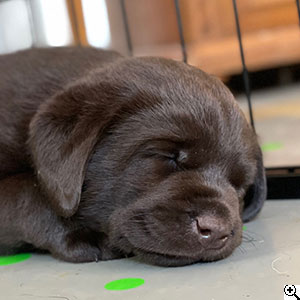 © Scandica Labradors
