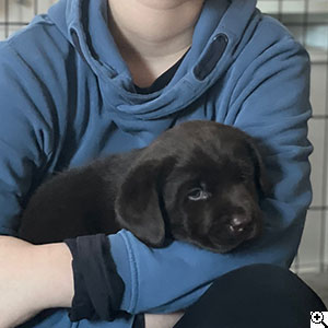 © Scandica Labradors