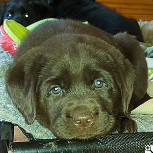 © Scandica Labradors
