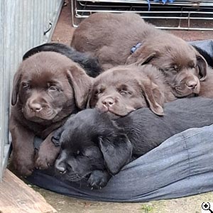 © Scandica Labradors