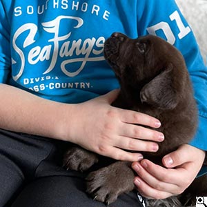 © Scandica Labradors