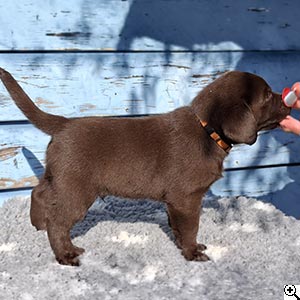 © Scandica Labradors