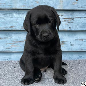 © Scandica Labradors