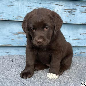 © Scandica Labradors