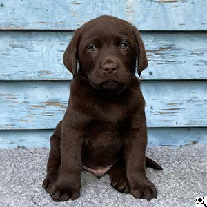 © Scandica Labradors