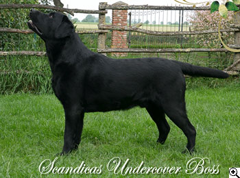 © Scandica Labradors