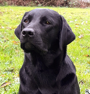 © Scandica Labradors © Scandica Labradors