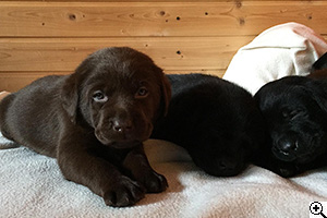 © Scandica Labradors