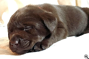 © Scandica Labradors