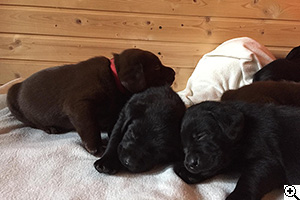 © Scandica Labradors