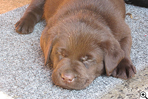 © Scandica Labradors
