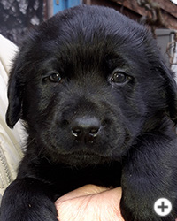 © Scandica Labradors