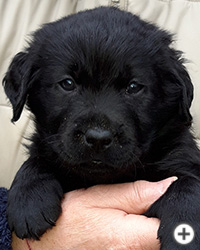 © Scandica Labradors