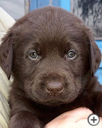 © Scandica Labradors