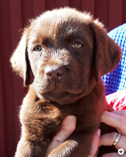 © Scandica Labradors © Scandica Labradors