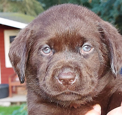 © Scandica Labradors © Scandica Labradors