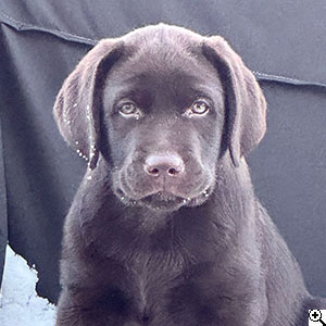 © Scandica Labradors