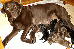 © Scandica Labradors © Scandica Labradors