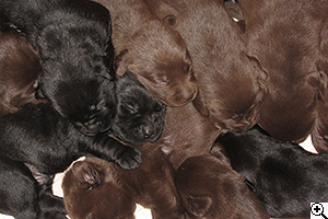 © Scandica Labradors © Scandica Labradors