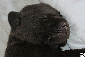 © Scandica Labradors © Scandica Labradors
