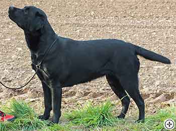 © Scandica Labradors