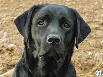 © Scandica Labradors