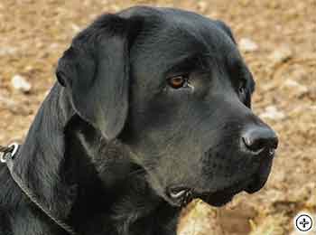 © Scandica Labradors